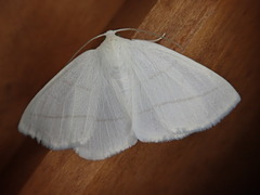 Parabapta clarissa