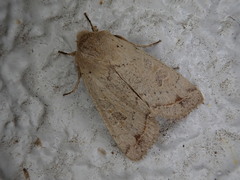 Orthosia lizetta