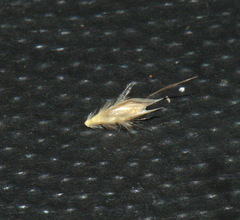 Rytidosperma maculatum