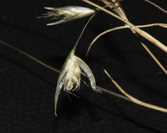 Rytidosperma maculatum