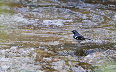 Enicurus schistaceus