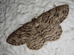 Ectropis cryptomeriae