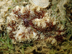 Stichodactyla tapetum