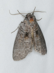 Discophlebia celaena