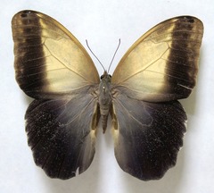 Caligo telamonius memnon