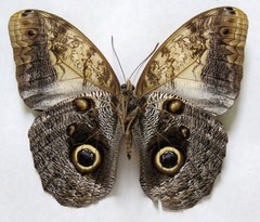 Caligo telamonius memnon