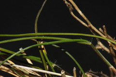 Rytidosperma maculatum