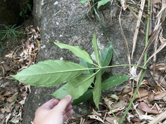 Tetrastigma planicaule