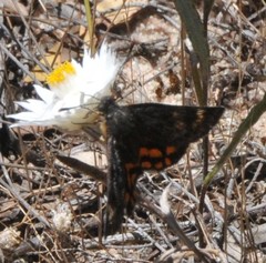 Synemon parthenoides