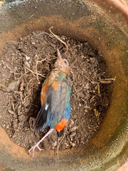 Erythropitta erythrogaster