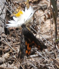 Synemon parthenoides