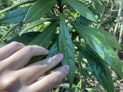 Ardisia lindleyana