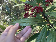 Ardisia lindleyana