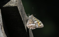 Hipparchia volgensis