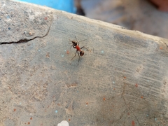 Camponotus mutilarius