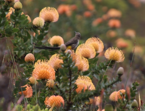 Leucospermum cordifolium