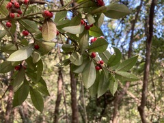 Ilex pubescens