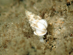 Epitoniidae