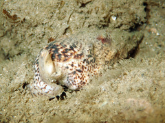 Pseudovertagus aluco