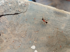 Camponotus mutilarius