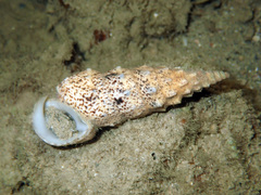 Pseudovertagus aluco