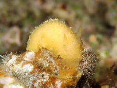 Doriopsis granulosa