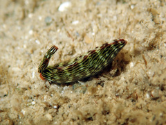 Thuridilla gracilis