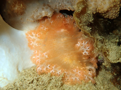 Tritoniopsis elegans