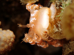 Tritoniopsis elegans