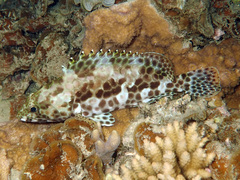 Epinephelus merra