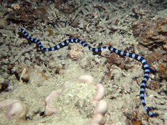 Laticauda laticaudata
