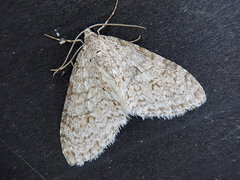 Trichopteryx ignorata