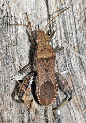 Heegeria tangirica