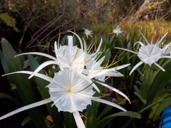 Hymenocallis liriosme