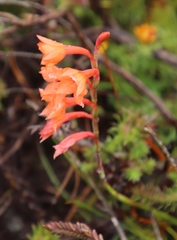 Watsonia stenosiphon
