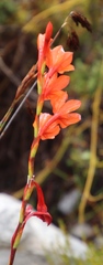 Watsonia stenosiphon