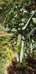 Acacia uncifolia