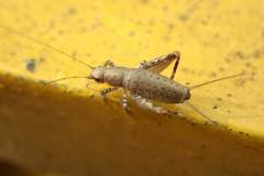 Ornebius formosanus