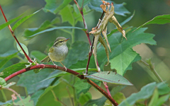 Phylloscopus reguloides