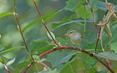 Phylloscopus reguloides