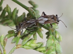 Henestaris laticeps