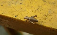 Ornebius formosanus