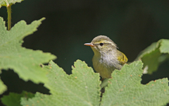 Phylloscopus reguloides