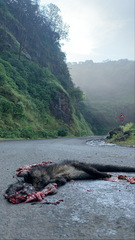 Paradoxurus hermaphroditus