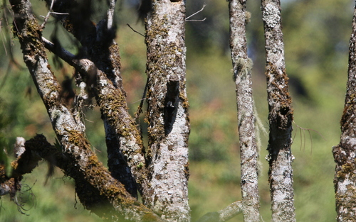 Necklaced Woodpecker (Dryobates pernyii), photo 8