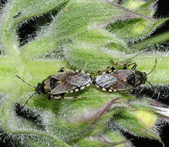 Heterogaster cathariae