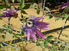 Passiflora amethystina × caerulea