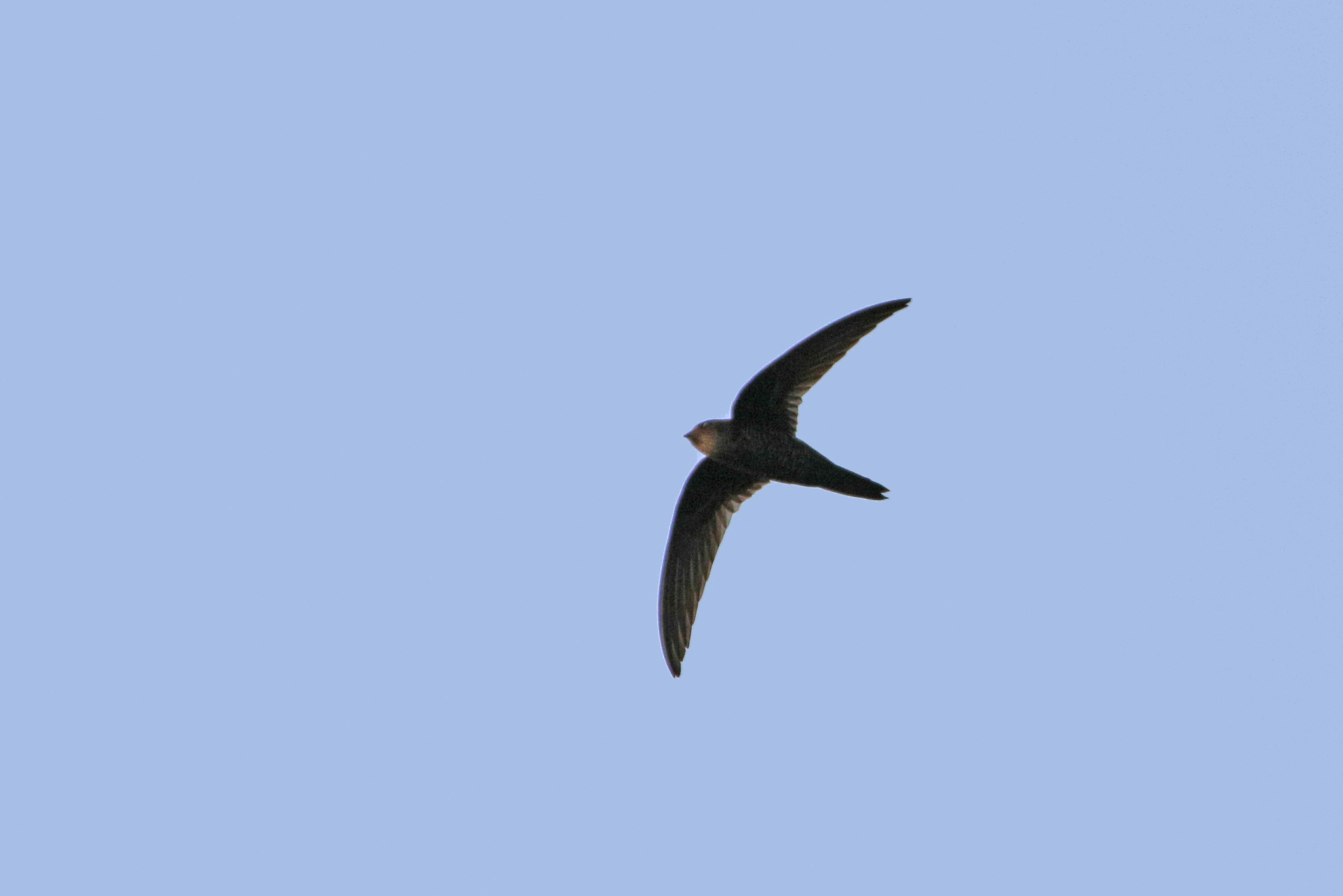Fork-tailed Swift