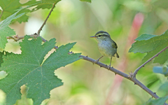 Phylloscopus reguloides