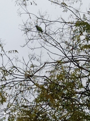 Psittacula krameri